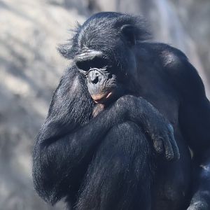 Bonobo