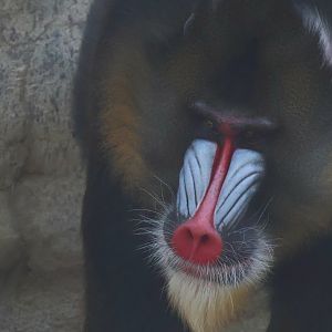 Mandrill