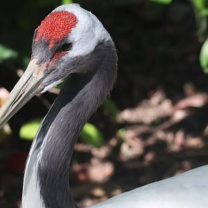 Red Crowned Crane