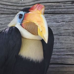 Wrinkled Hornbill