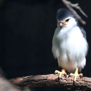 African Pygmy Falcon
