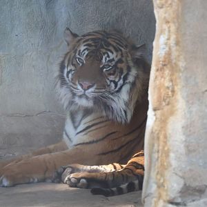 Sumatran Tiger