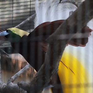 Greater Bird of Paradise