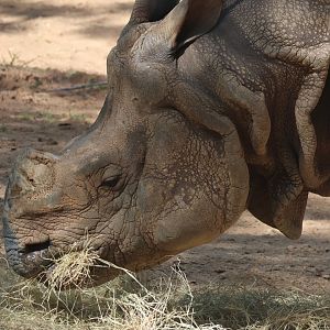 Indian Rhinoceros
