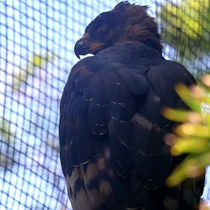 African Crowned Eagle