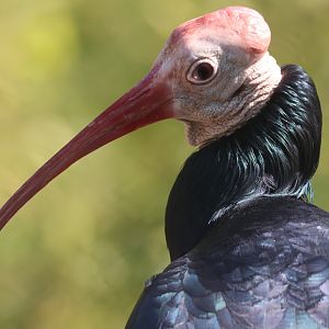 Northern Bald Ibis