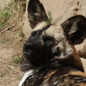 African Painted Dog
