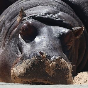 Hippopotamus