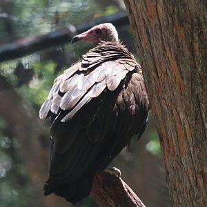 Hooded Vulture