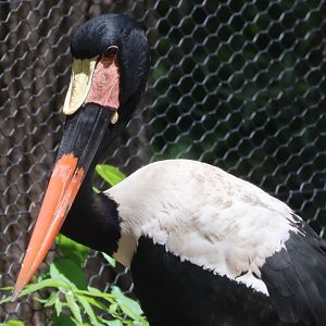 Saddlebill Stork