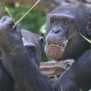 Chimpanzee
