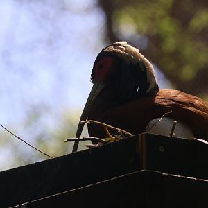 Madagascar Ibis