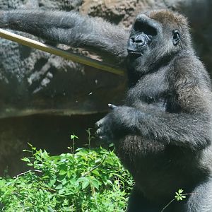 Western Gorilla