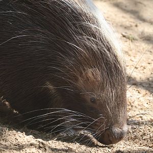 African Crested Porcupine