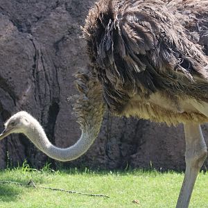 Common Ostrich