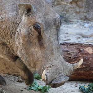 Common Warthog