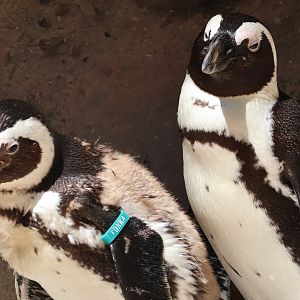 African Penguin