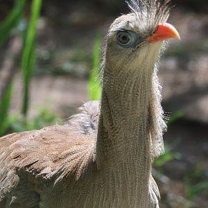 Red Legged Seriema