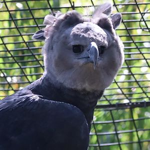 Harpy Eagle