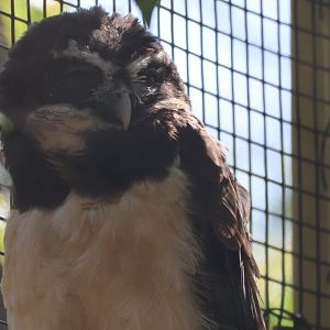 Spectacled Owl