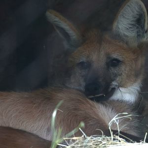 Maned Wolf