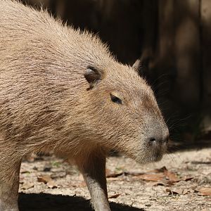 Capybara