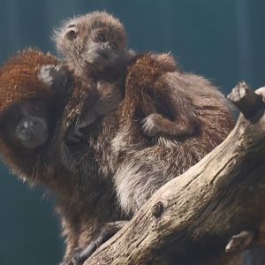 Titi Monkey