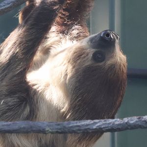 Linnes Two Toed Sloth