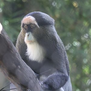 Debrazzas Monkey