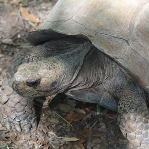 Asian Brown Tortoise