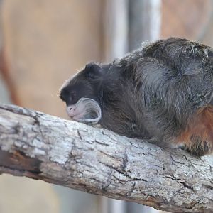 Emperor Tamarin