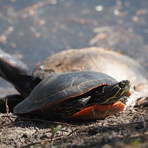 North American turtle species at Dierenpark Zie-Zoo, 2025-04-12