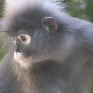 Spectacled Langur