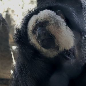 White Faced Saki