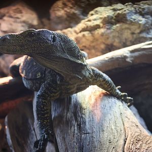 Crocodile Monitor