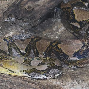 Reticulated Python
