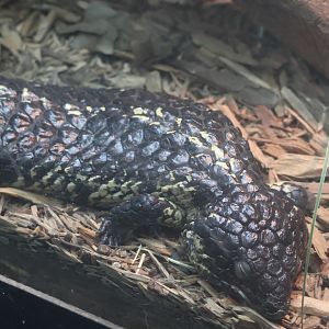 Shingleback Skink