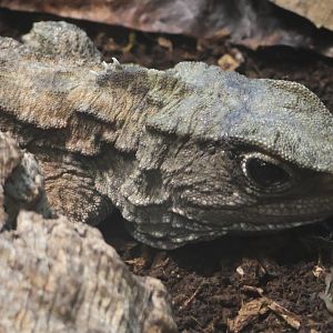 Tuatara