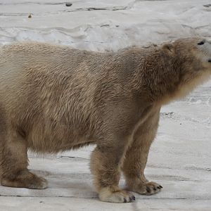 Polar Bear “Suka”