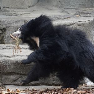 Sloth Bear “Jagger”