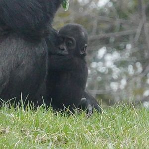 Western Lowland Gorilla Infant, “Motema”