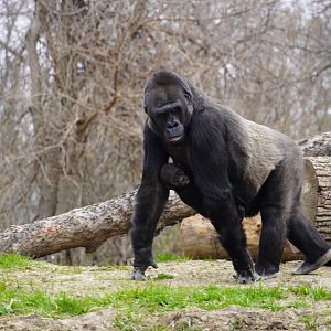 Western Lowland Gorillas
