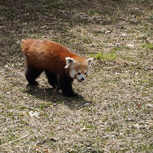 Red Panda “Patty”