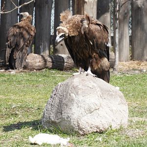 Cinereous Vulture