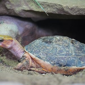 Mcord’s Box Turtle