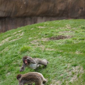 Japanese Macaques jumping at one other