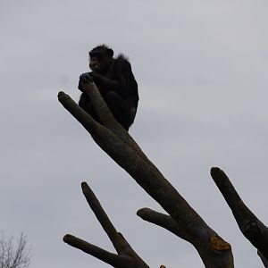 Chimpanzee on faux tree