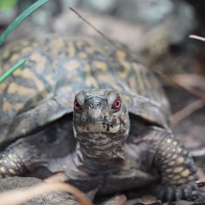 Eastern Box Turtle