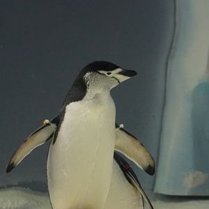 Chinstrap Penguin