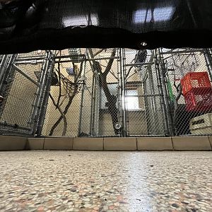 Lemur behind the scenes area